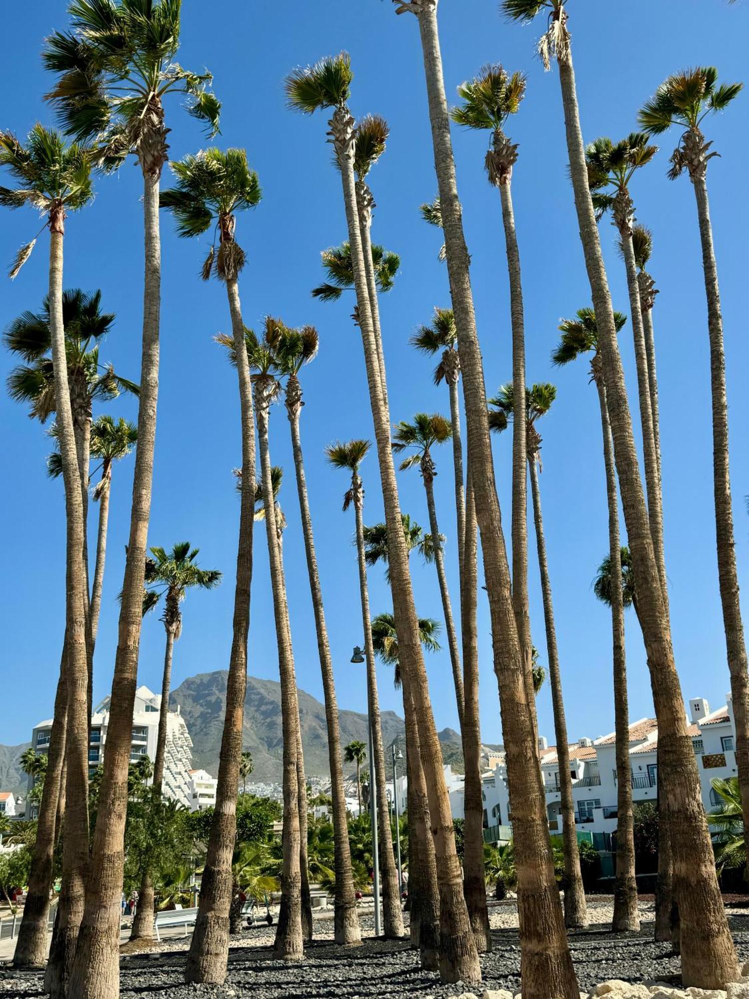 Buenavista Torviscas Beach Costa Adeje  Ngoại thất bức ảnh
